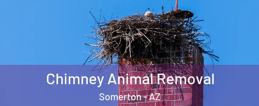  Chimney Animal Removal Somerton - AZ
