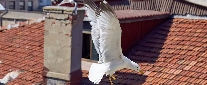Residential Chimney Animal Removal Solution in Somerton, AZ