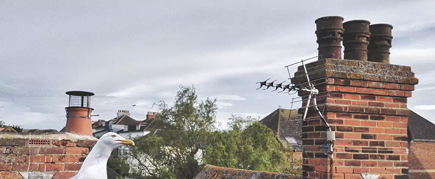 Chimney Cleaning And Restoration in Somerton, Arizona